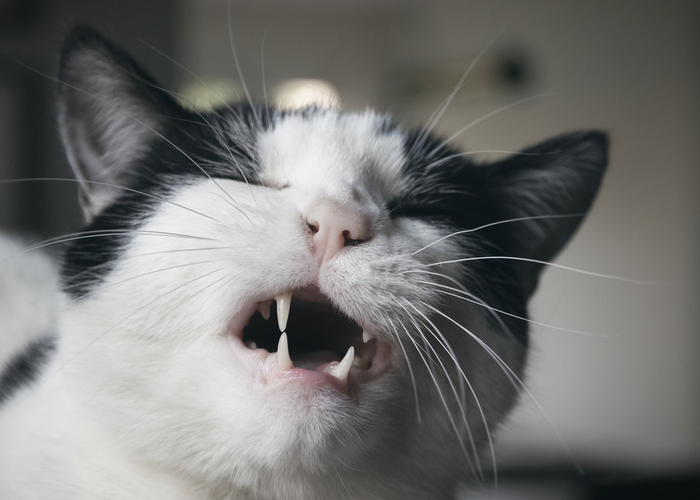 21 Strange Cat Behavior What It Means and How to Respond