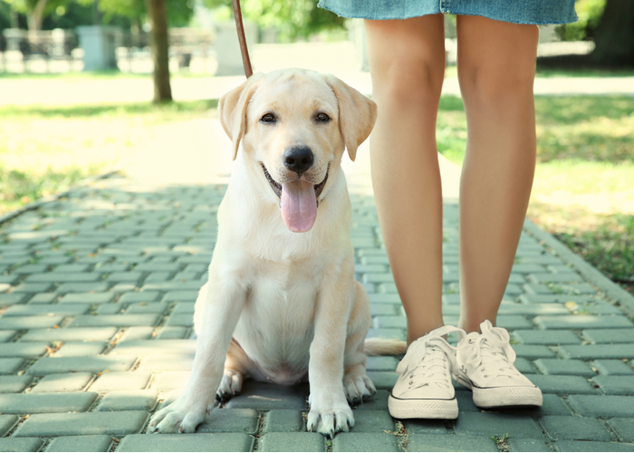 Top 11 Actionable Tips To Protect Dog Paws on Hot Pavement