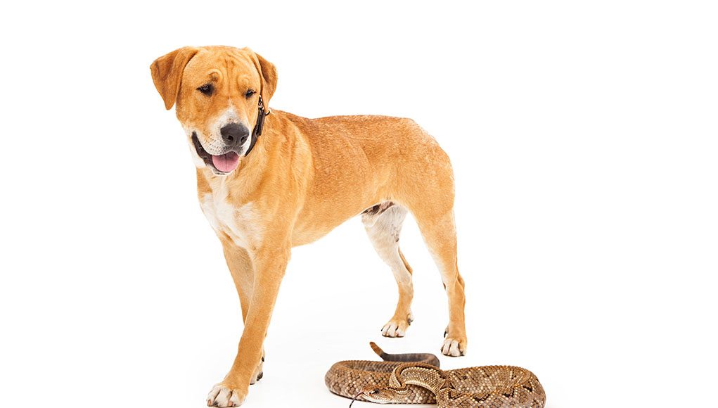 Can You Train Your Dog To Avoid Snakes