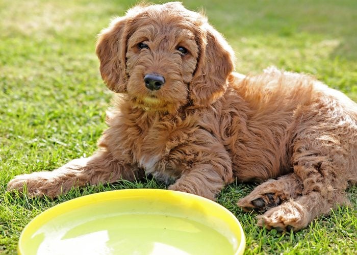 Poodle Doodle Doo! The 10 Best Poodle Mixes