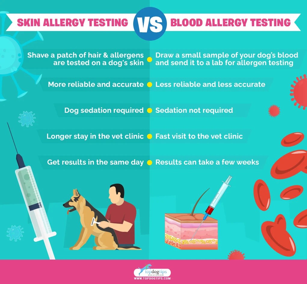 Dog Eye Allergies Symptoms, Causes and Treatments, Home Remedies