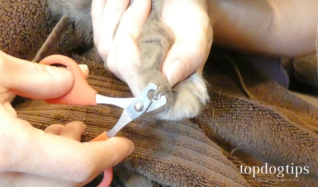 How To Clip Cat Nails A StepByStep Guide Top Dog Tips