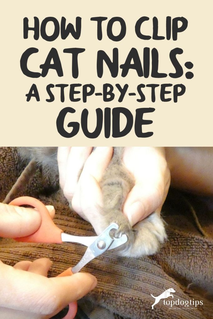 How To Clip Cat Nails A StepByStep Guide Top Dog Tips
