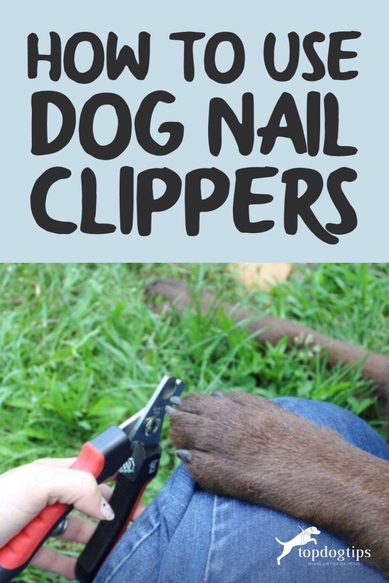 How To Use Dog Nail Clippers Top Dog Tips
