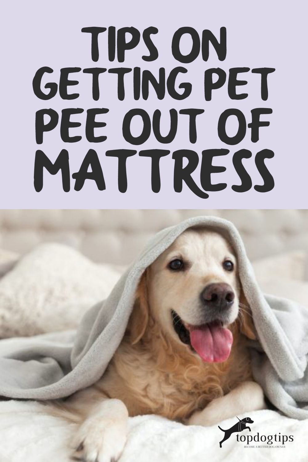 Tips on Getting Pet Pee Out of Mattress What To Do To Remove Them?
