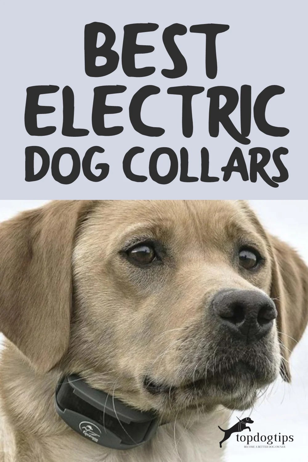 9 Best Electric Dog Collars (Review and Top Picks)