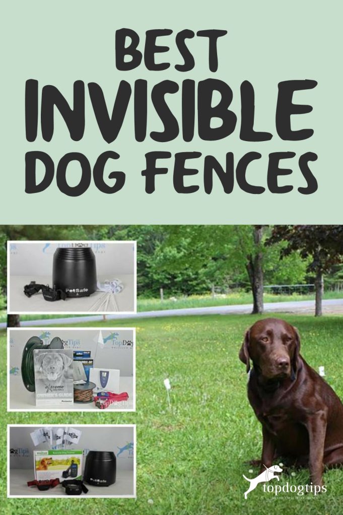 10 Best Invisible Dog Fences in 2022 (Inground vs. Wireless)