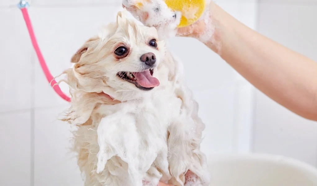DIY Whitening Dog Shampoo Recipe Top Dog Tips