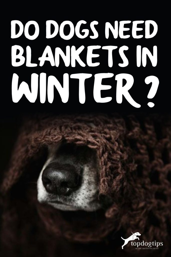 Do Dogs Need Blankets In Winter? Here's How to Keep Dogs Warm