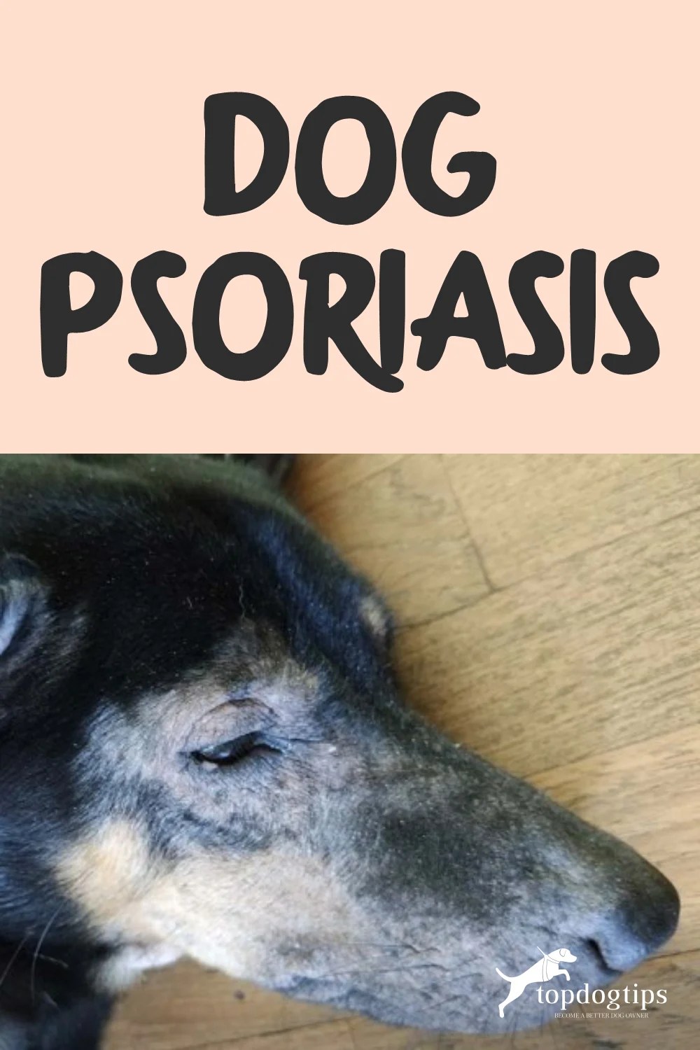 Dog Psoriasis Symptoms, Causes, Treatment and Prevention