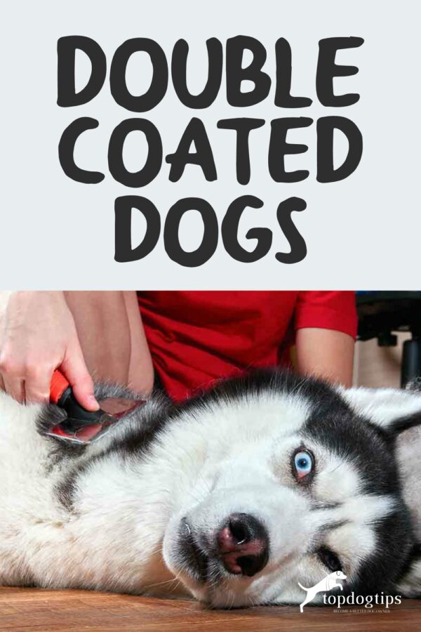 38 DoubleCoated Dogs and How to Groom Them Properly