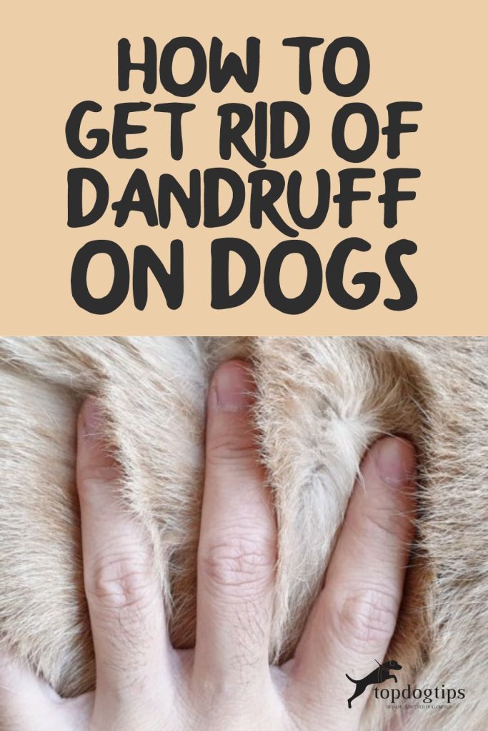 How To Get Rid of Dandruff On Dogs Top Dog Tips