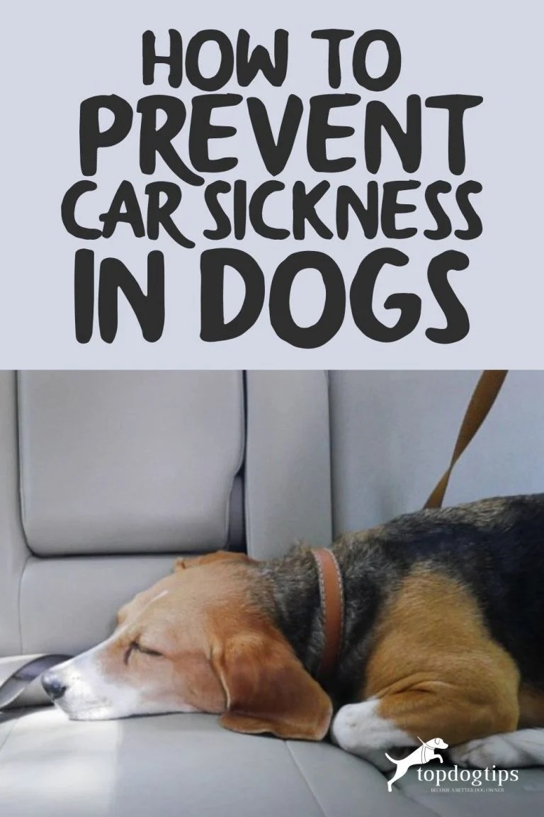 How To Prevent Car Sickness in Dogs Top Dog Tips