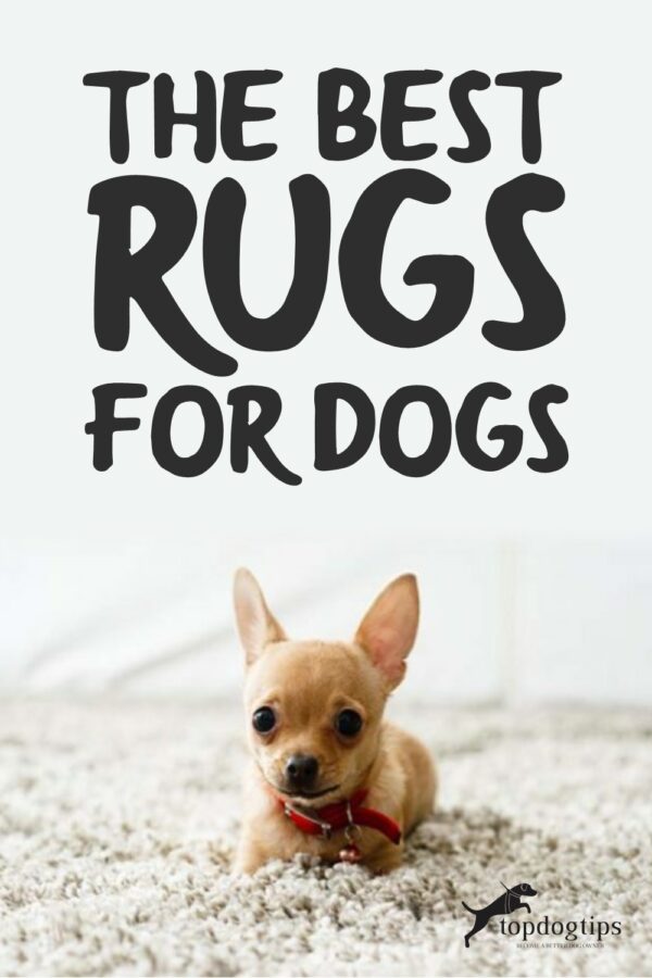 The Best Rugs for Dogs Top Dog Tips