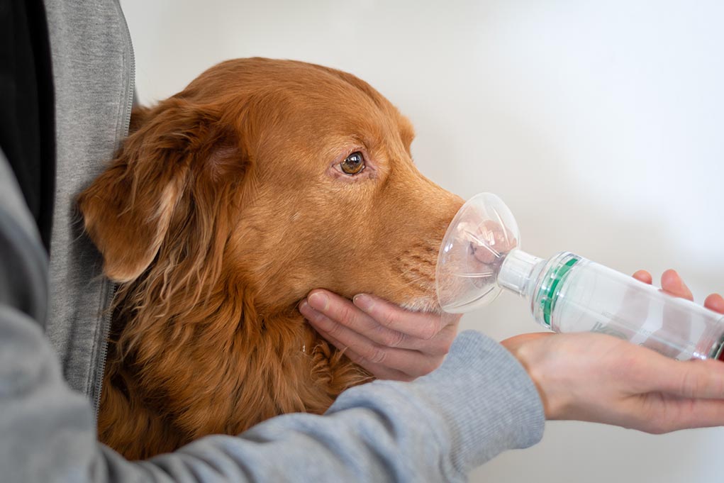 5 Best Dog Oxygen Masks and Inhalers Top Dog Tips
