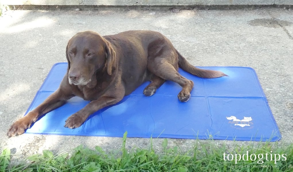 Review Arf Pets Cooling Mat for Dogs Top Dog Tips