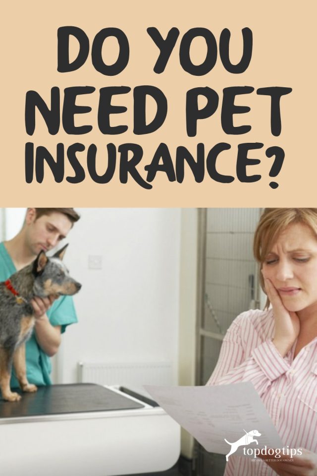 Do You Need Pet Insurance? Your Guide to Insuring Your Pets Top Dog Tips