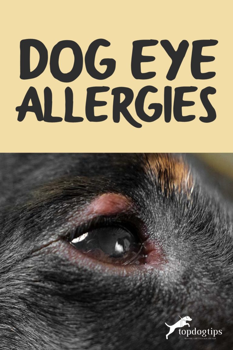 Dog Eye Allergies Symptoms, Causes and Treatments, Home Remedies