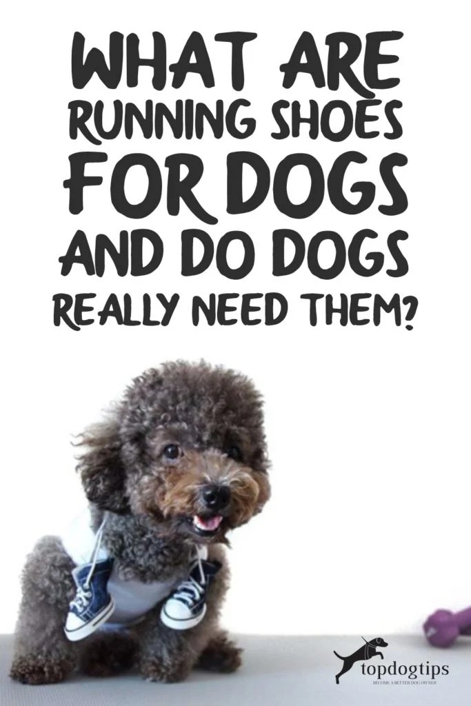What Are Running Shoes for Dogs and Do Dogs Really Need Them?
