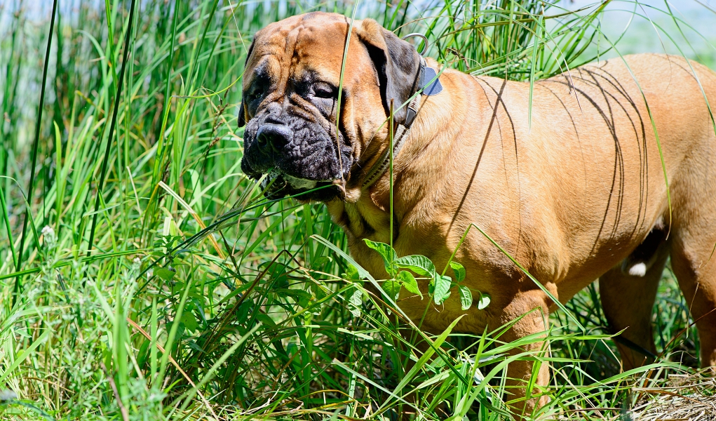 Why Do Dogs Eat Grass? Top Dog Tips
