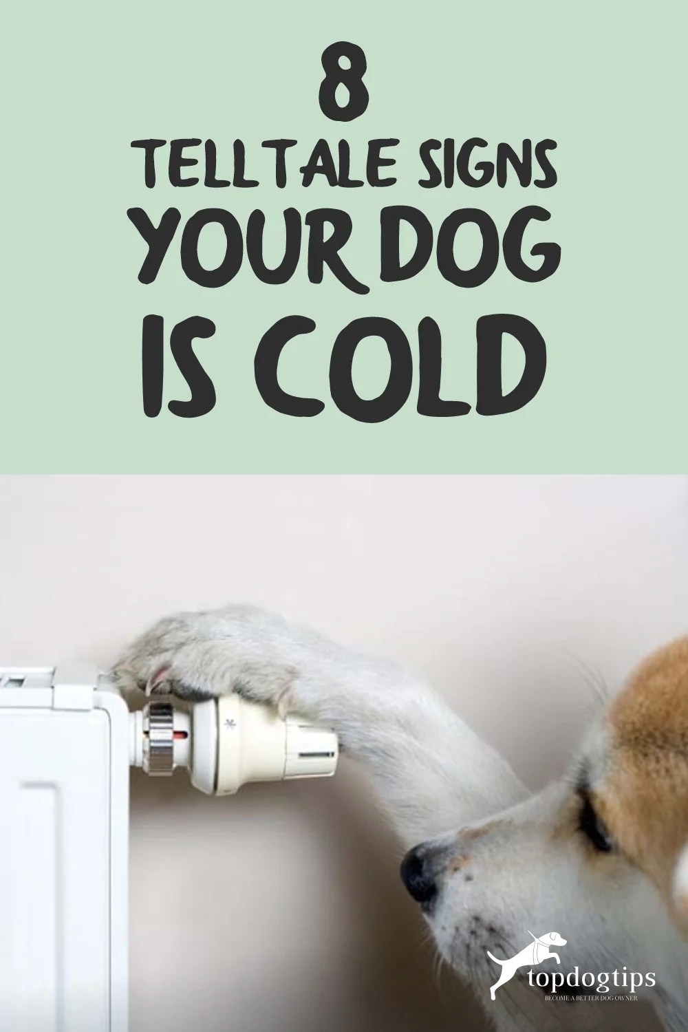 How to Tell If Your Dog Is Cold 8 Signs You Must Watch Out For