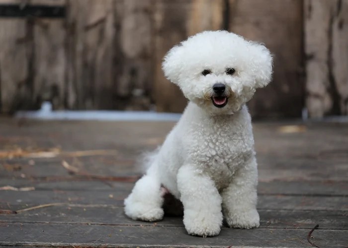 Bichon Frise Dog Breed Profile Top Dog Tips
