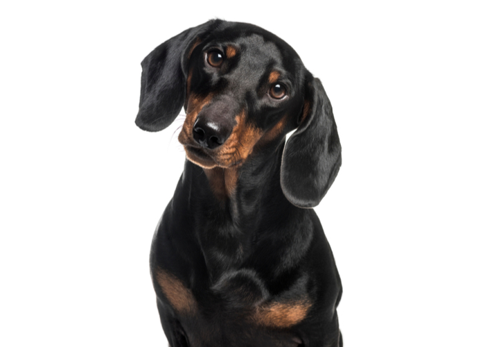 Are Dachshunds Difficult To Potty Train