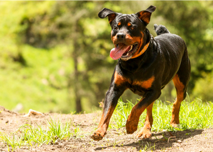 Rottweiler Dog Breed Profile Guide Appearance, Diet, Care, and More Top Dog Tips