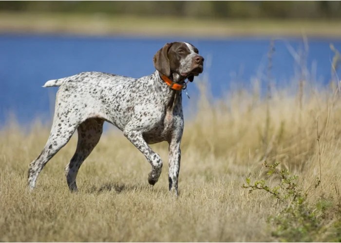 10 Most Popular Sporting Dog Breeds Top Dog Tips