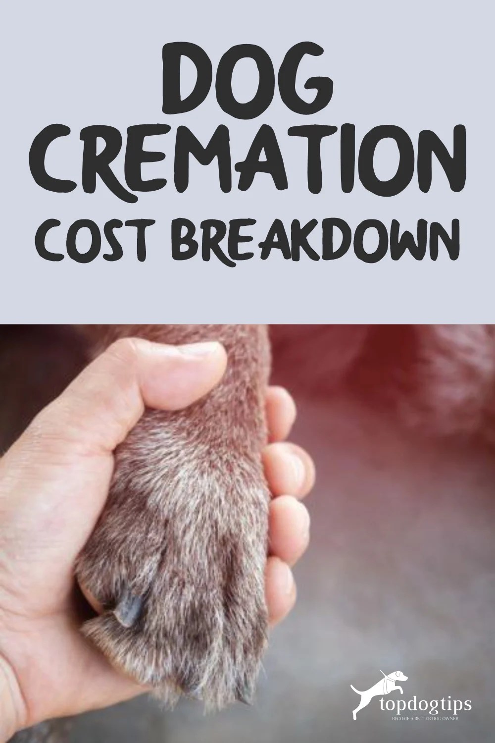 Dog Cremation Cost Breakdown Expenses and Services