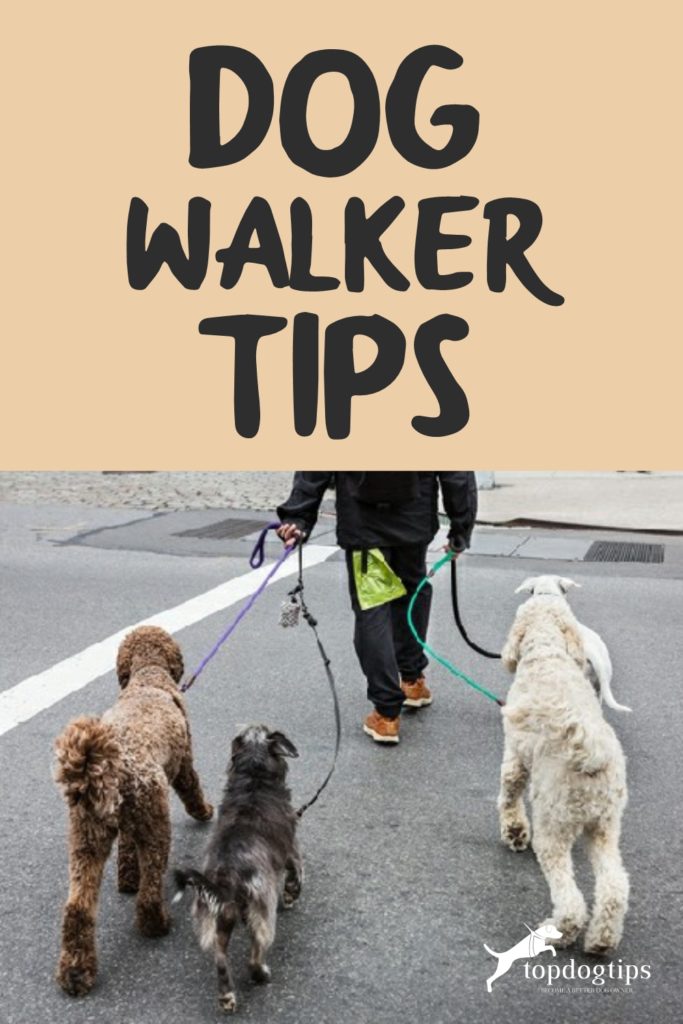 8 Tips on How to Be a Successful Dog Walker