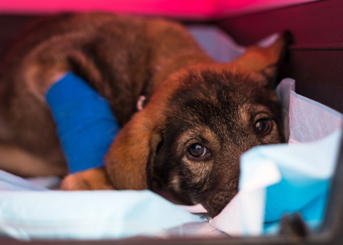 Can Dogs Survive Parvo At Home