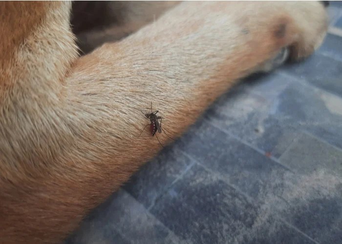Mosquito Bites On Dogs What You Need To Know Top Dog Tips