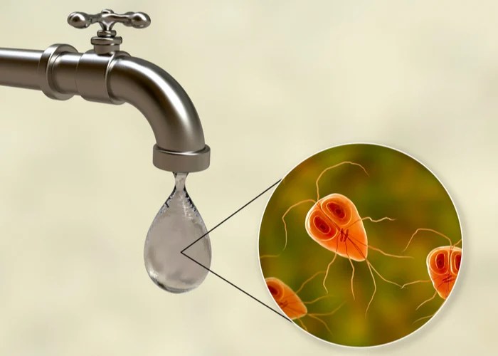 Home Remedies for Giardia in Dogs 7 Natural Treatments
