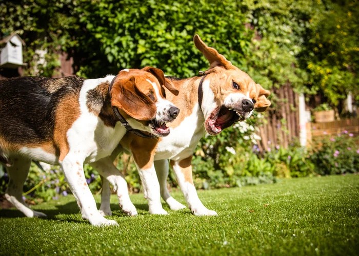 Meanest Dog Breeds Top Dog Tips