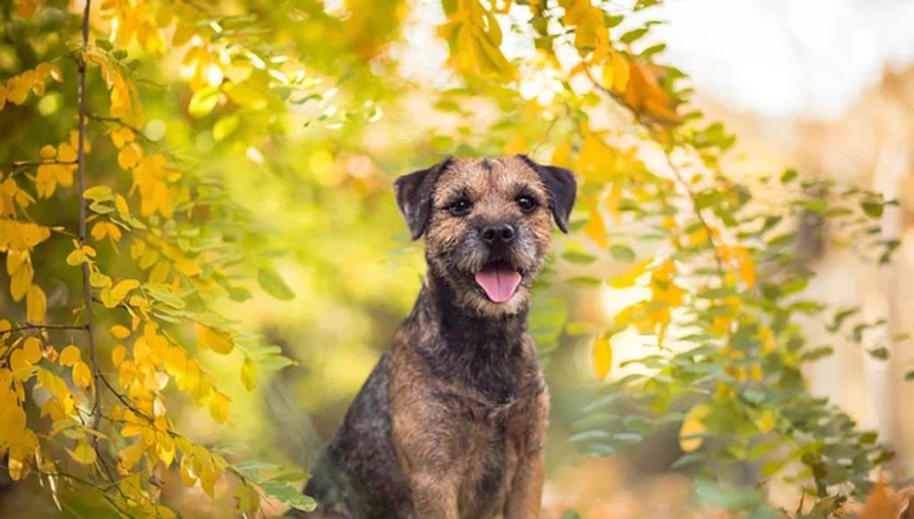 What Food Do Border Terriers Eat