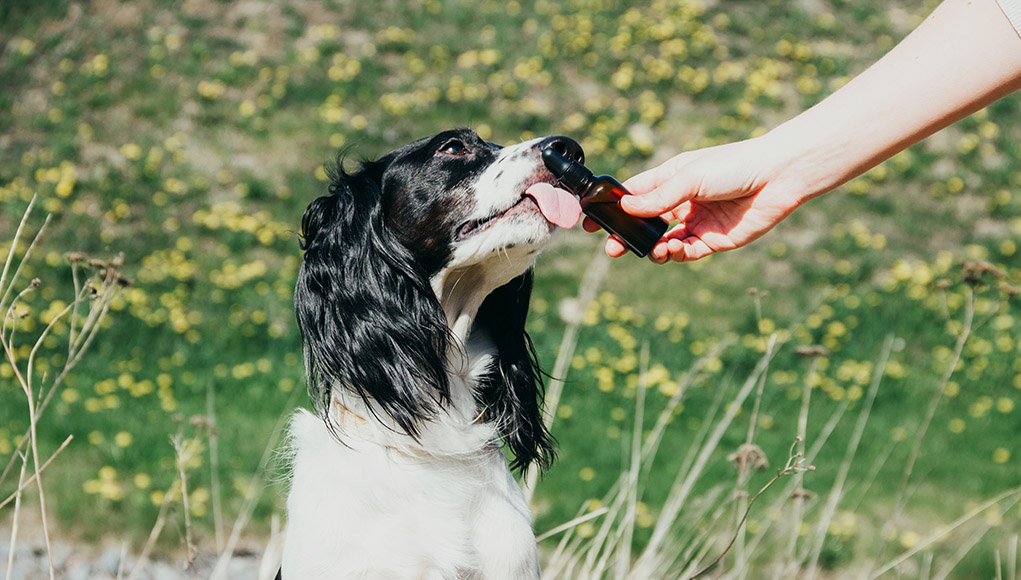 CBD Overdose in Dogs Can CBD Oil Harm My Dog? Top Dog Tips