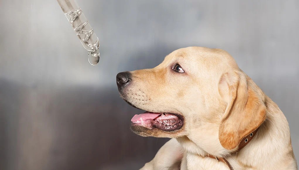 Human CBD For Dogs A Safe Alternative for Pet CBD? Top Dog Tips