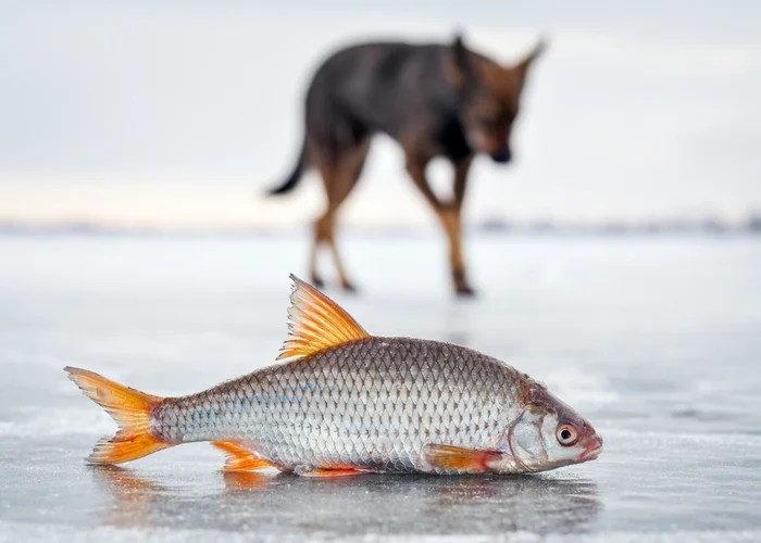 Fish For Dogs What Fish Can and Can't Dogs Eat? Top Dog Tips