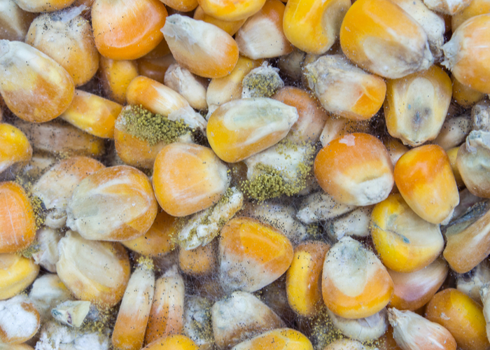 Mycotoxins In Dog Food How Dangerous Can It Be? Top Dog Tips