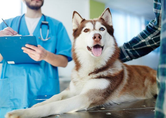BoardCertified Veterinary Nutritionist Top Dog Tips