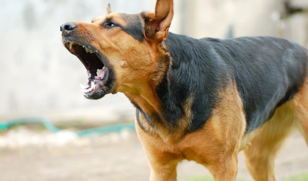 3 Homemade Dog Repellent Spray Recipes Top Dog Tips