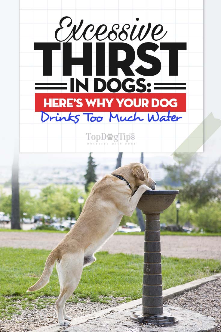 8 Causes of Excessive Thirst in Dogs (Polydipsia)