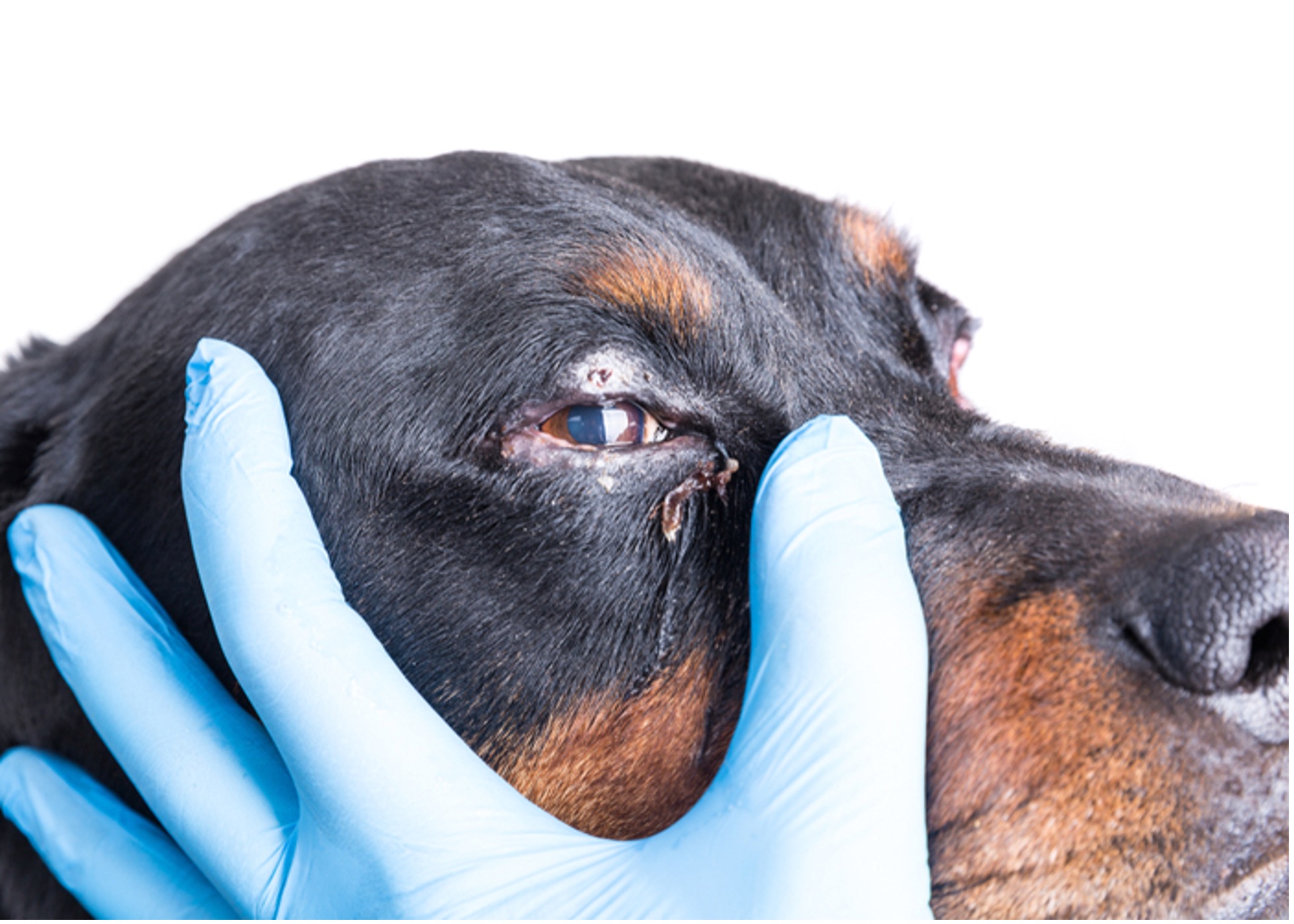 How To Apply Eye Ointment To A Dog
