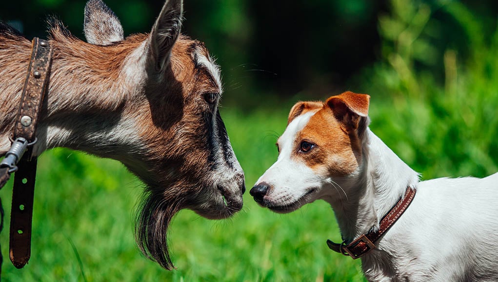 Goat's Milk For Dogs Benefits, Tips, and Cautions