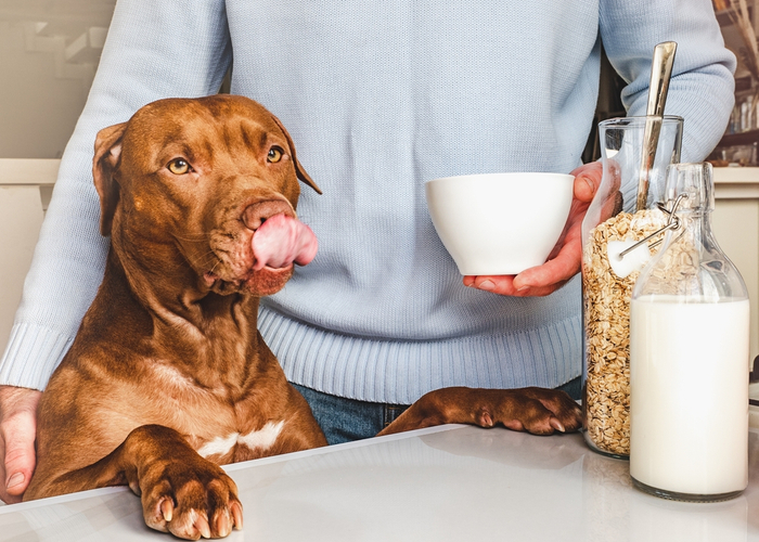 Goat's Milk For Dogs Benefits, Tips, and Cautions