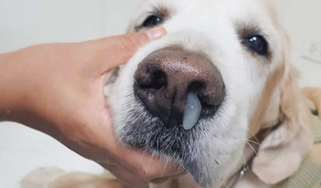 How To Treat A Runny Nose In Dogs Top Dog Tips ruffeodrive