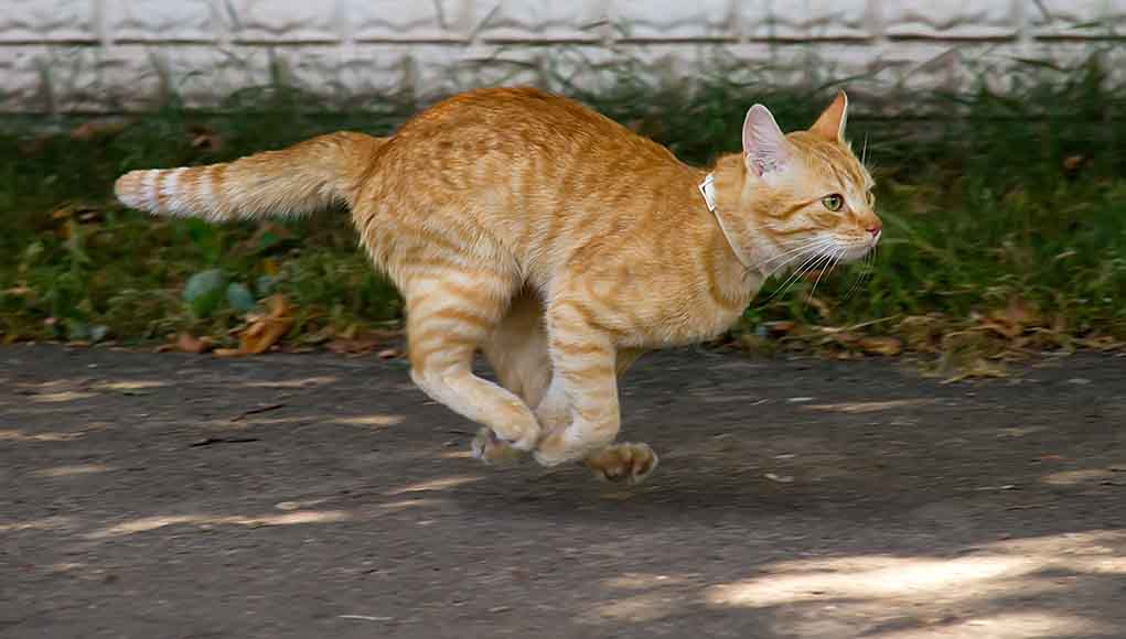 How To Stop Cat Zoomies Immediately at Pedro Price blog