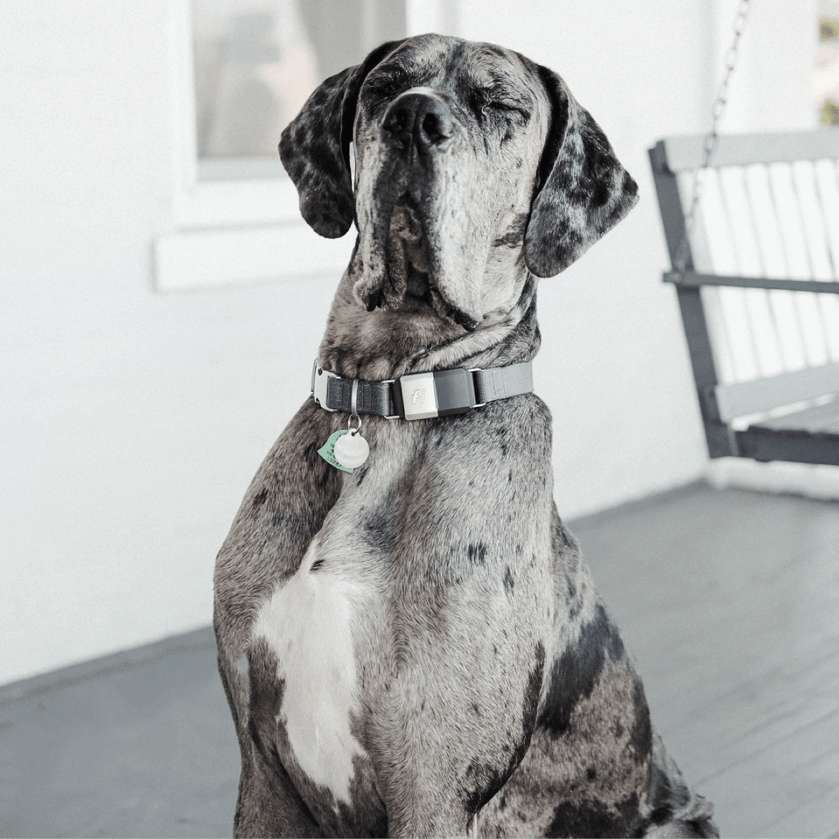 REVIEW Fi Smart Dog Collar Top Dog Tips