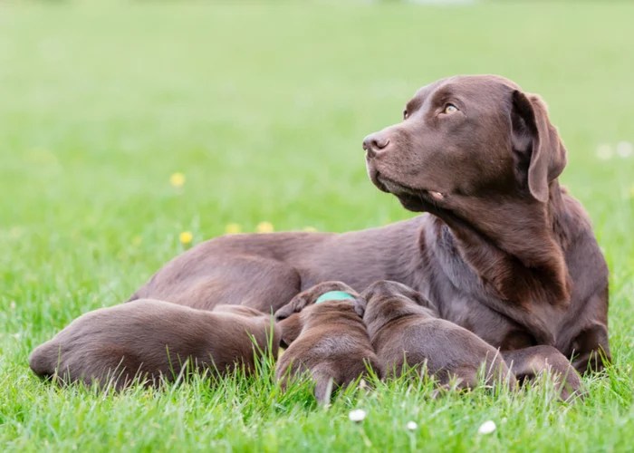 Best Age to Separate a Puppy from its Mother Top Dog Tips